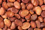Fava Beans